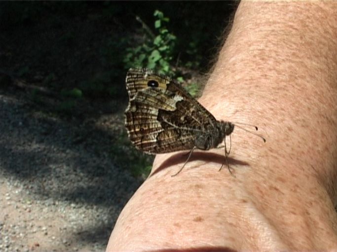 Ockerbindiger Samtfalter ( Hipparchia semele ), Flügelunterseite : Kaiserstuhl, 15.07.2006